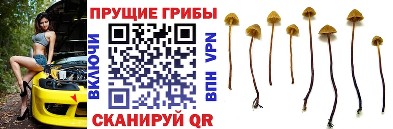 Галлюциногенные грибы Cubensis  Протвино 